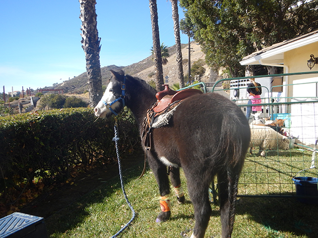 Los Angeles Pony Rides